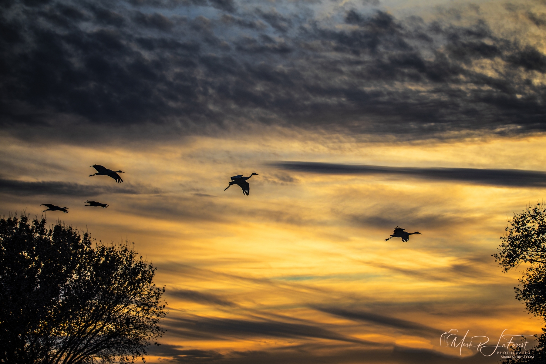 Sunset, Bosque del Apache, New Mexico